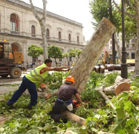 Monteseir&iacute;n, non grato para los parques y jardines